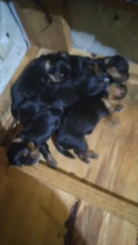 Filhotes de yorkshire, duas fêmeas e três machos.