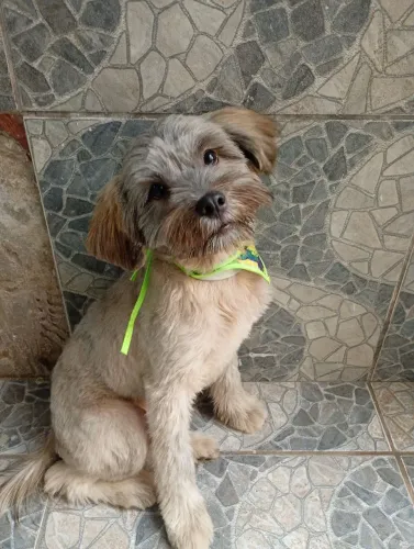 Cachorrinho Shih-Tzu 4 meses