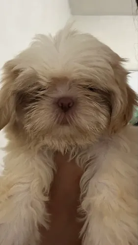 Micro Shitzu com dois meses a pronta entrega
