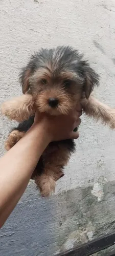 Vendo yorkshire, fêmea e macho 
