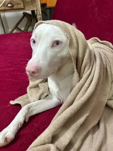 Doa-se cão albino