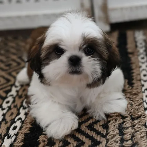 Shih tzu | O melhor amigo da família