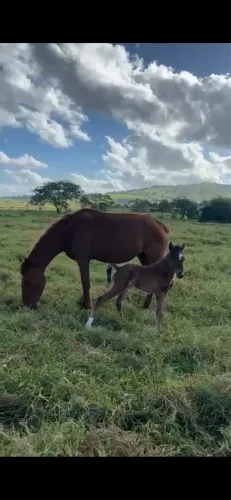 Potra segunda muda baixeira, parida de potra fêmea filha de mangalarga.