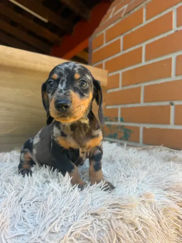 Dachshund macho miniatura