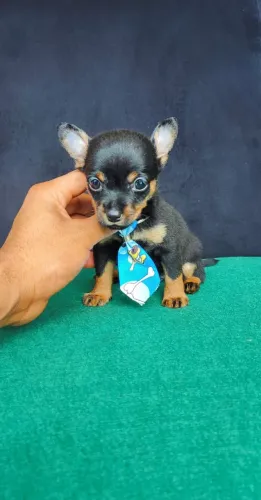 Pinscher com 58 dias com documentação