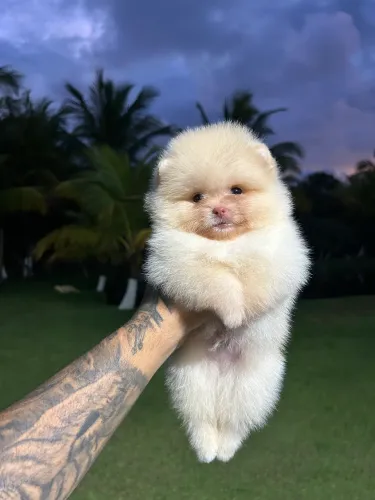 Spitz alemão/Lulu da Pomerania alto padrão