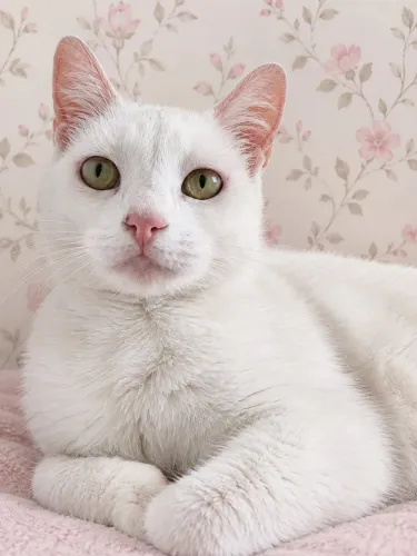 Gatinha branca para adoção responsável 