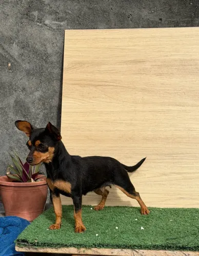 Fêmea de Pinscher adulta 1 ano e 4 meses 