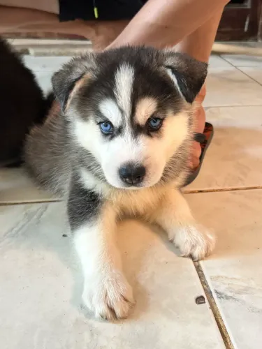 FILHOTE DE HUSKY SEBERIANO