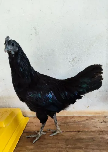 Casal de frangos da raça Ayam Cemani