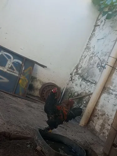 Vendo 2 galinha índia pequena   1 galo brahma 