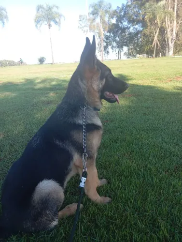 Pastor Alemão macho de 7 meses
