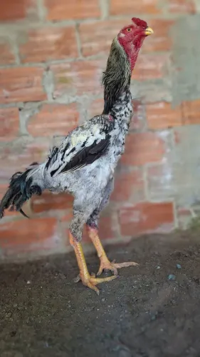 Galo 