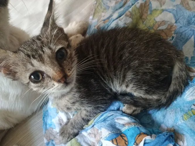 Gatinho para adoção 