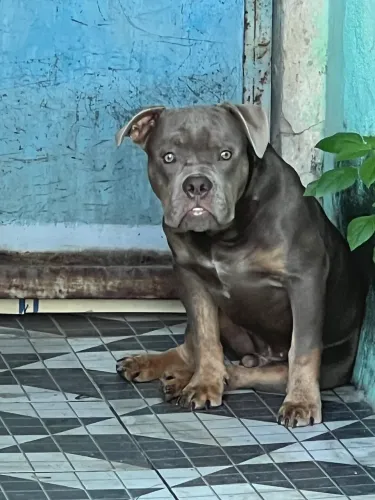 American bully 