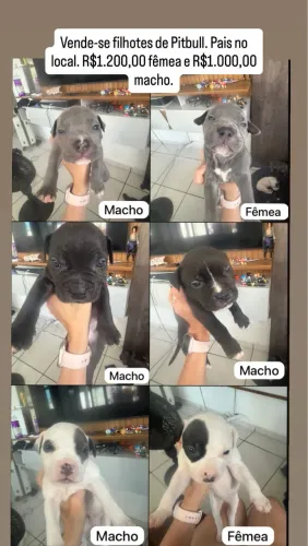 Lindos filhotes de pitbull 