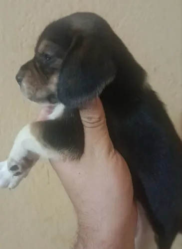 Beagle fêmea