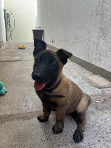 Pastor Malinois femea