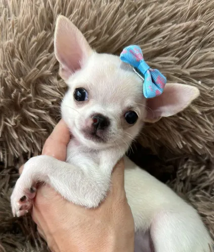 Chihuahua Fêmea Pêlo Curto!! Excelente Linhagem.