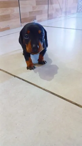 Filhote de Basset