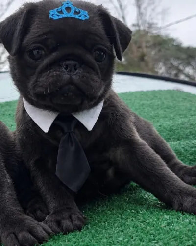 Pug macho 