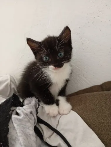 Doação de gatinhas 