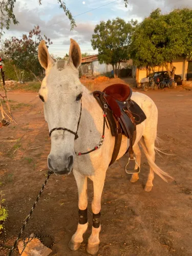 Égua