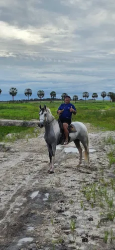Cavalo Campolina com papel