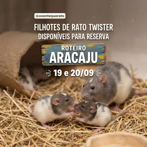 Filhote de Rato Twister/Mercol - Direto de Salvador/Ba
