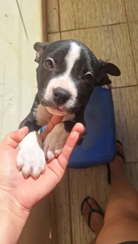 Filhote de Pit Monster PURO com 4 meses de vida, já vermifugado