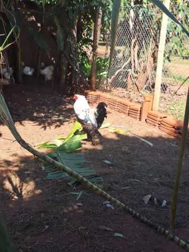 Galo brahma dark