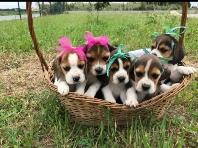 Beagle Cachorrinho esperando para fazer parte da sua rotina