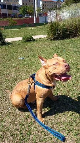 American Bully 