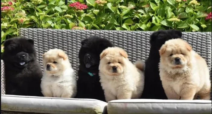 Filhote Chow-Chow, A vida fica mais feliz com um filhotinho ao seu lado!