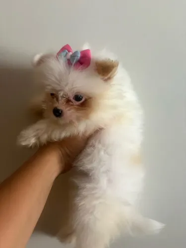 Spitz alemão anão fêmea 