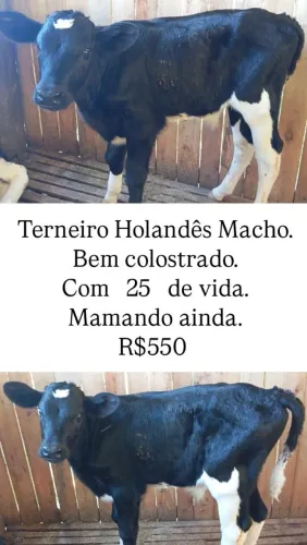 TERNEIROS DESSA SEMANA