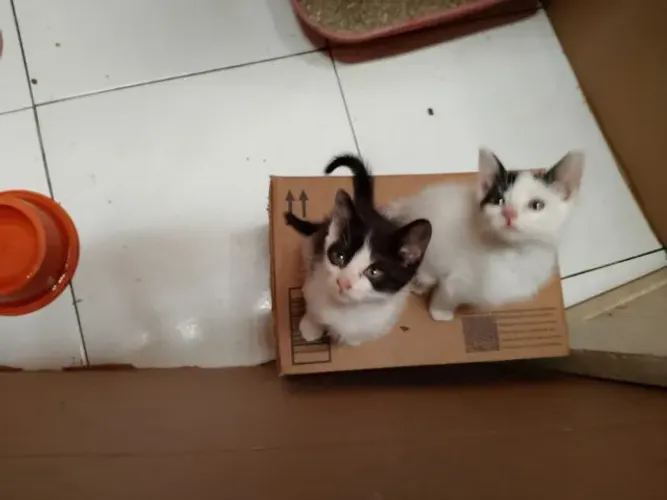 Gatinhas para adoção