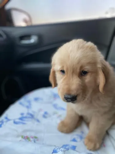 Filhotes de Golden Retriever microchipados e com pedigree