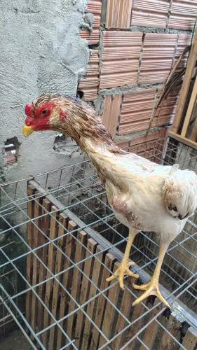 Vende-se uma franga da raça Mura com 14 meses em torno 3 kg valor r$ 300
