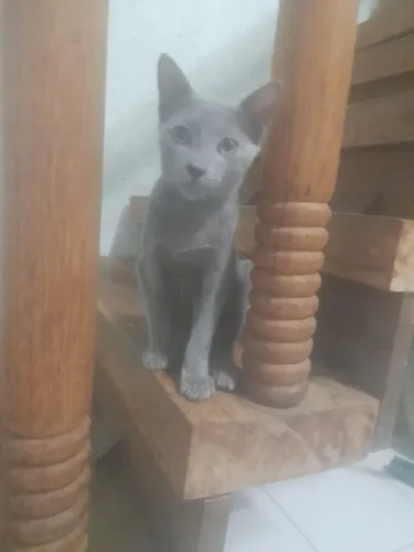 Doa-se gatinhos cinza