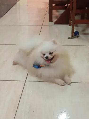 Lulu da palmerania