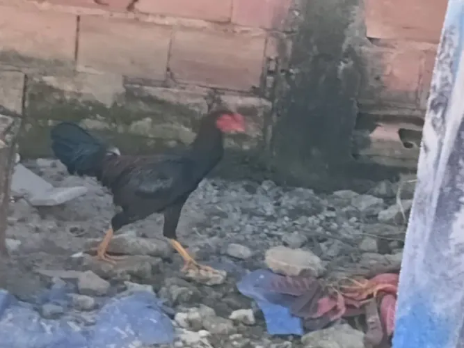 Vendo dois galos 80 cada um e uma galinha por 60