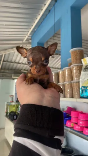 Pinscher macho miniatura chocolate $2.100,00