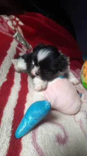 Shih Tzu Disponível