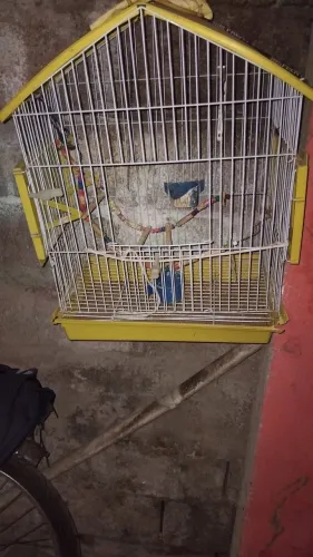 Vendo gaiola