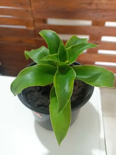 Vendo Planta Cesta