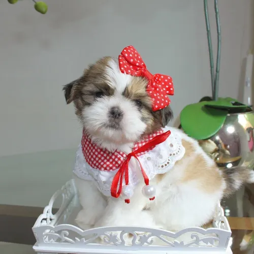 Shihtzu com pedigree