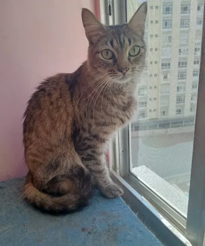 Gatinha Stella para doação