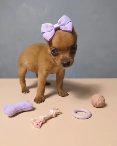 Pinscher de Excelência - Pequeno no Tamanho, Gigante na Personalidade