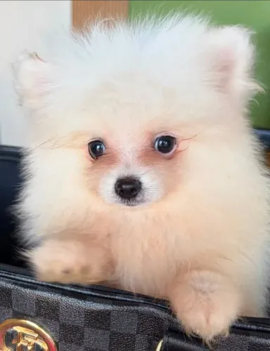 Lulu da Pomerânia